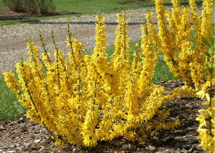 Bodur altınçanak Forsythia 'Mini Gold' 1-2 yaş - Bahçevilya 