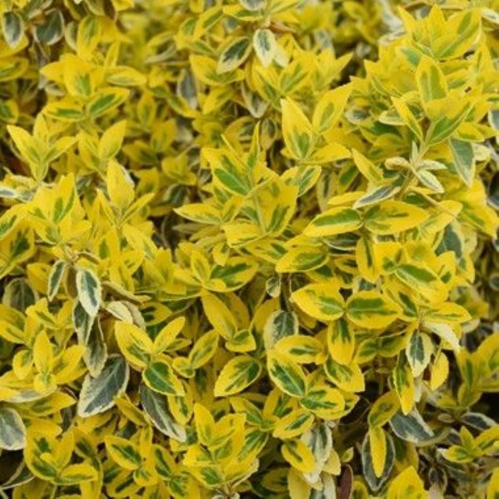 Bahçevilya  Altuni Gold Taflan (Euonymus japonicus 'Aureo) Fidanı 10 Adet 1-2 yaş arası tüplü - Bahçevilya 