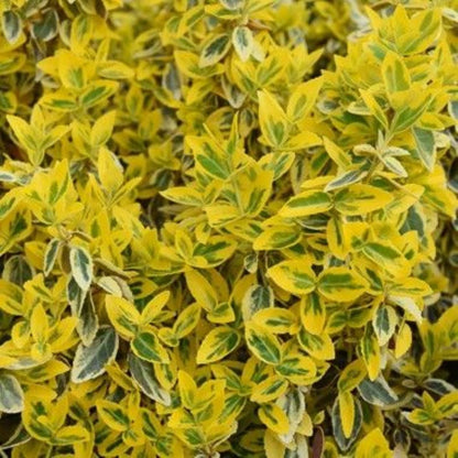 Bahçevilya  Altuni Gold Taflan (Euonymus japonicus 'Aureo) Fidanı 10 Adet 1-2 yaş arası tüplü - Bahçevilya 