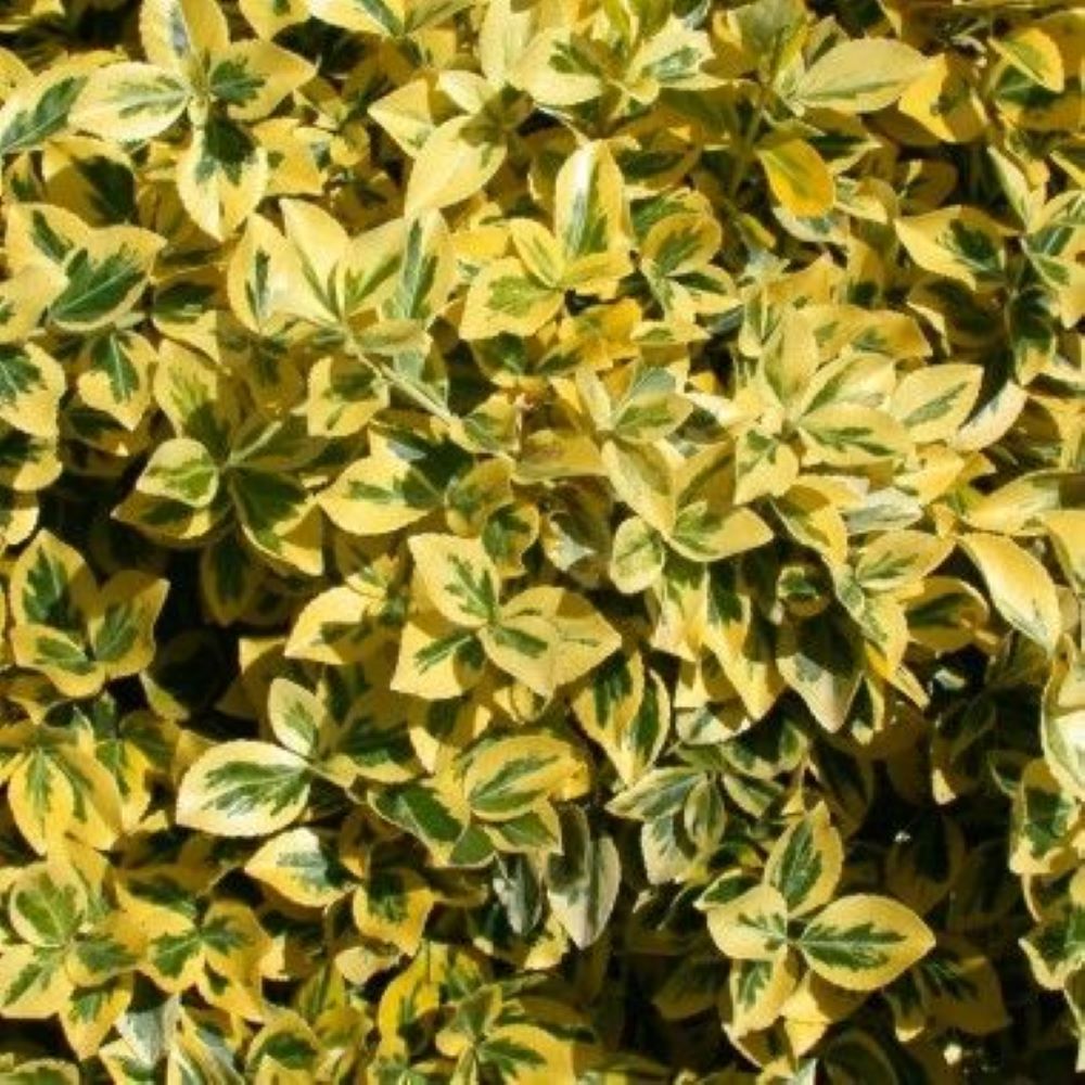 Bahçevilya  Altuni Gold Taflan (Euonymus japonicus 'Aureo) Fidanı 10 Adet 1-2 yaş arası tüplü - Bahçevilya 