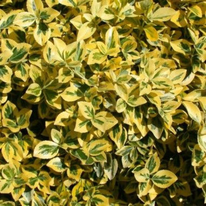 Bahçevilya  Altuni Gold Taflan (Euonymus japonicus 'Aureo) Fidanı 10 Adet 1-2 yaş arası tüplü - Bahçevilya 
