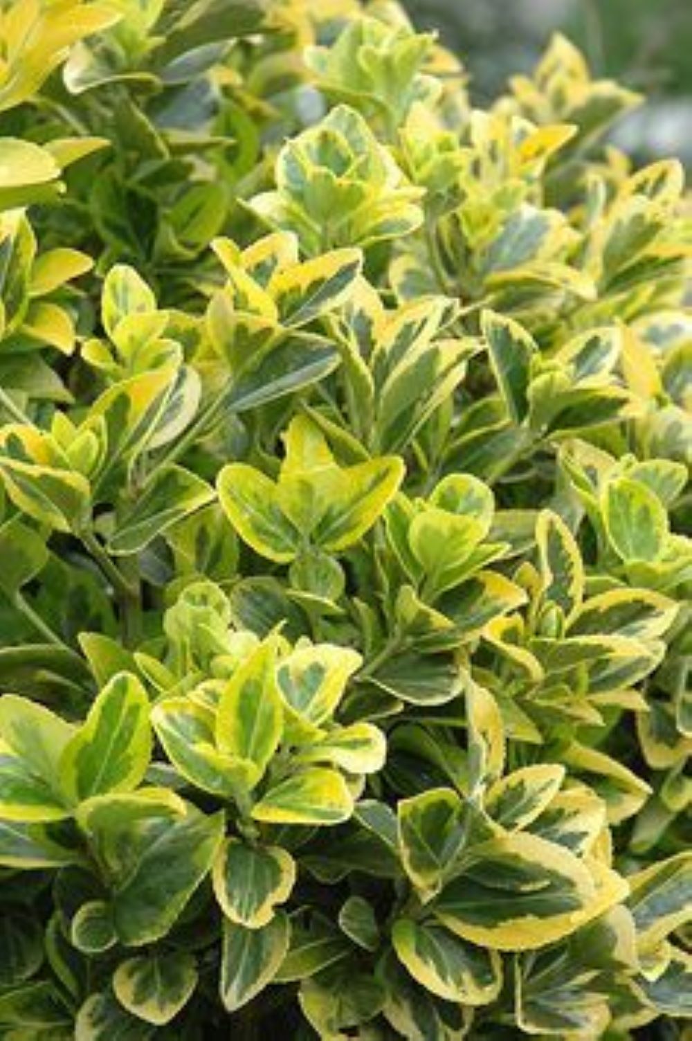 Bahçevilya  Altuni Gold Taflan (Euonymus japonicus 'Aureo) Fidanı 10 Adet 1-2 yaş arası tüplü - Bahçevilya 