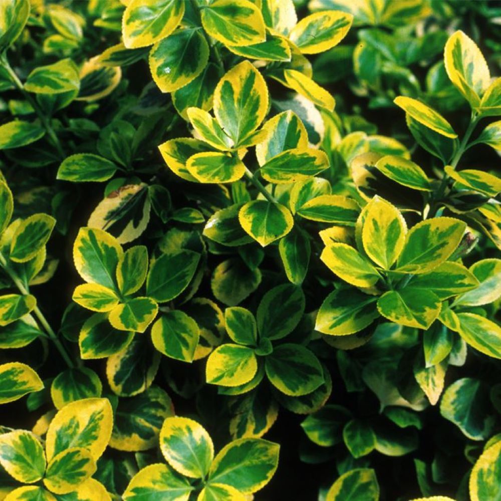 Bahçevilya  Altuni Gold Taflan (Euonymus japonicus 'Aureo) Fidanı 10 Adet 1-2 yaş arası tüplü - Bahçevilya 