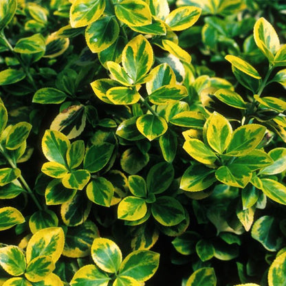Bahçevilya  Altuni Gold Taflan (Euonymus japonicus 'Aureo) Fidanı 10 Adet 1-2 yaş arası tüplü - Bahçevilya 