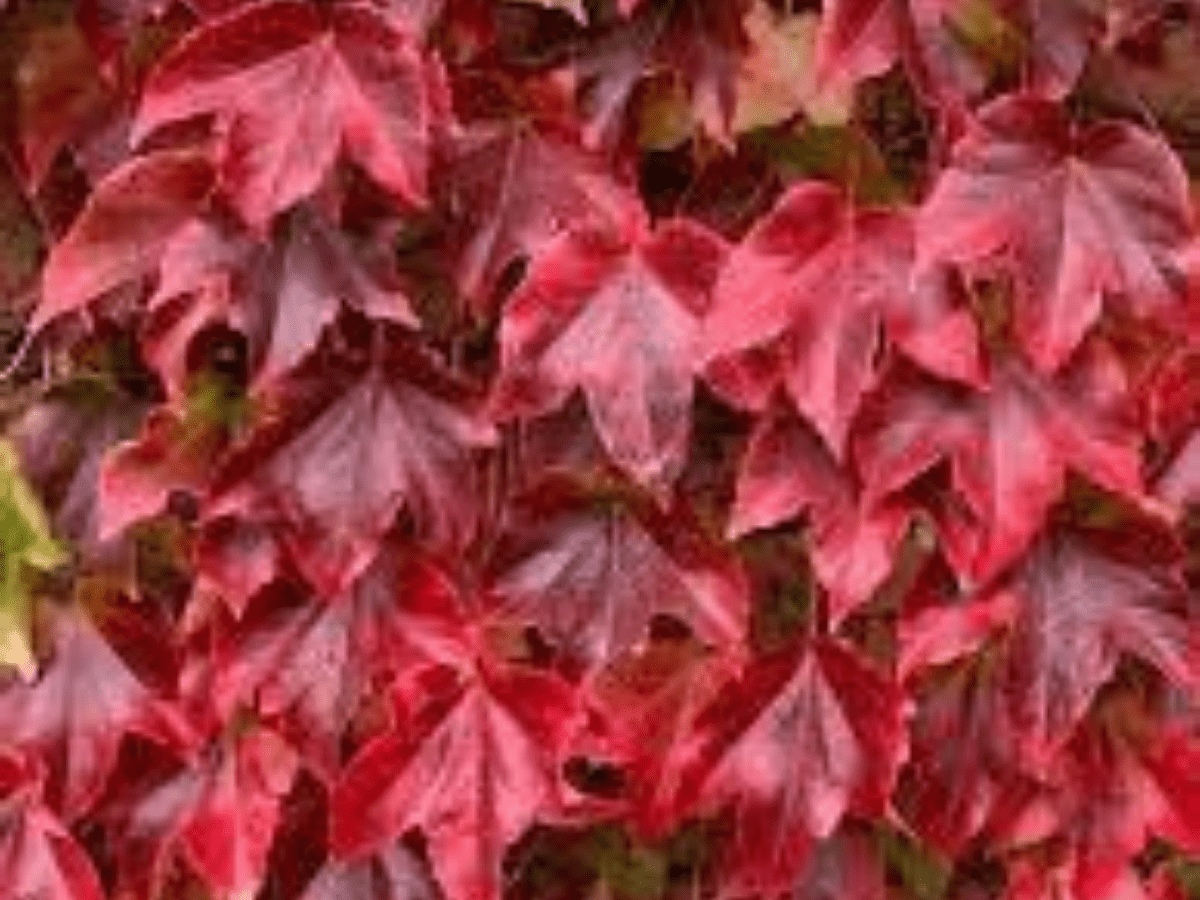 Amerikan Sarmaşığı (Parthenocissus quinquefolia) Fidanı 1 - 2 yaş ara - Bahçevilya