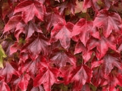 Amerikan Sarmaşığı (Parthenocissus quinquefolia) Fidanı 1 - 2 yaş ara - Bahçevilya