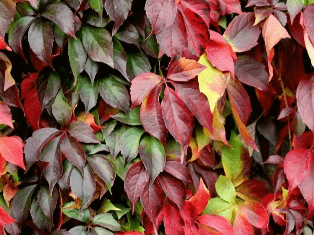 Amerikan Sarmaşığı (Parthenocissus quinquefolia) Fidanı 1 - 2 yaş ara - Bahçevilya