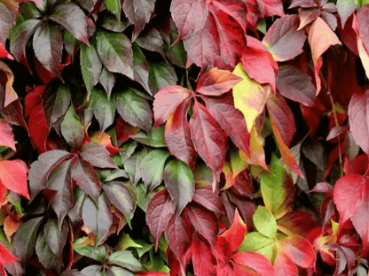 Amerikan Sarmaşığı (Parthenocissus quinquefolia) Fidanı 1 - 2 yaş ara - Bahçevilya