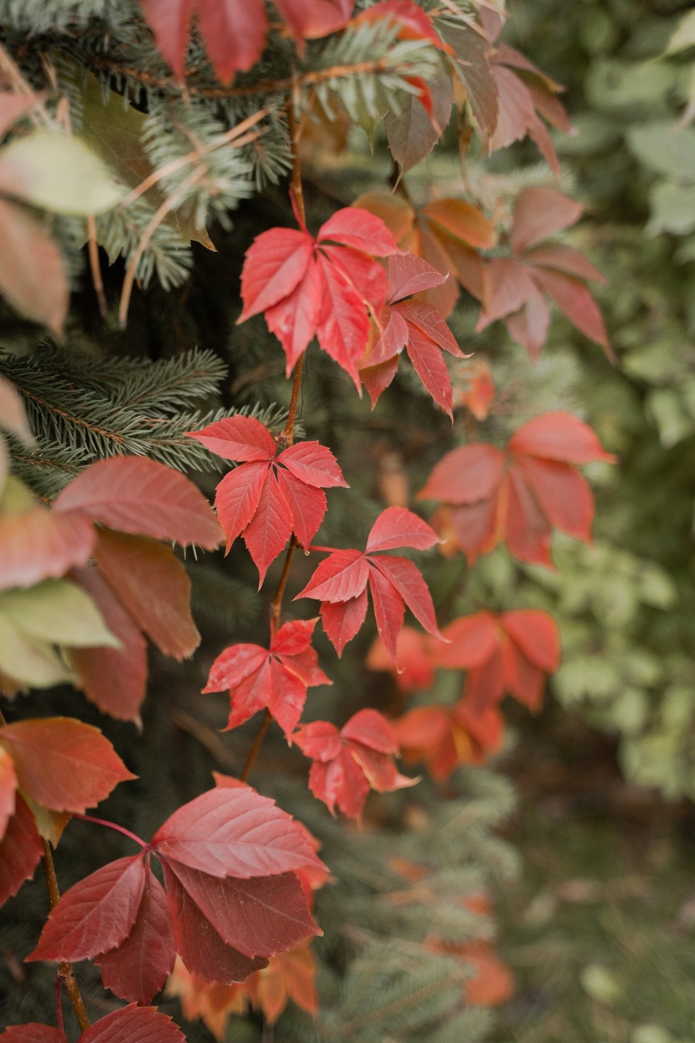 Amerikan Sarmaşığı (Parthenocissus quinquefolia) Fidanı 1 - 2 yaş ara - Bahçevilya