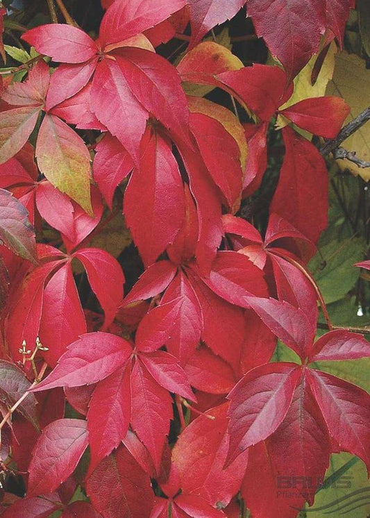 Bahçevilya Amerikan Sarmaşığı (Parthenocissus quinquefolia) Fidanı 1-2 yaş arası - Bahçevilya 