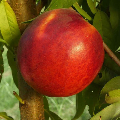 Aşılı Nektarin Fidanı saksılı 80 cm üzeri 2 yaşında - Bahçevilya