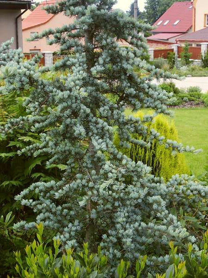 Bahçevilya Mavi Atlas Sedir Fidanı 60 - 80 Cm boylarda tüplü 2 yaşında - Bahçevilya 