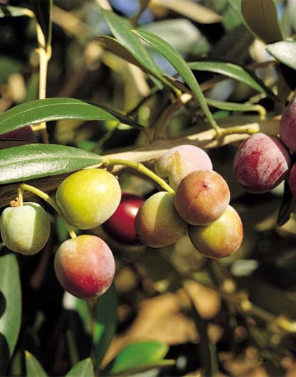 Bahçevilya Aşılı Arbequına Zeytin Fidanı 2 yaşında 20-50 cm tüplü