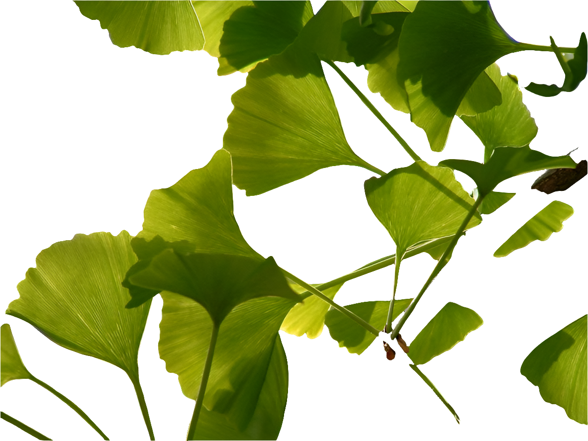 Bahçevilya Mabet Ağacı (Ginkgo biloba) Fidanı 2 adet 1 -2 yaş arası - Bahçevilya 