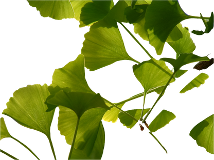 Bahçevilya Mabet Ağacı (Ginkgo biloba) Fidanı 2 adet 1 -2 yaş arası - Bahçevilya 