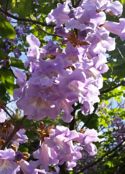 Bahçevilya 1 - 2 Yaş arası Tüplü Paulownia (Çin Kavağı) Fidanı 10 - 20 cm Hızlı Büyüyen Dayanıklı Fidan - Bahçevilya