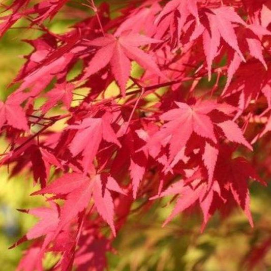 Bahçevilya 1 Adet 15 - 25 cm boylarında Japon Akçaağaç fidanı [Acer palmatum atropurpureum] 1 - 2 yaş arası - Bahçevilya