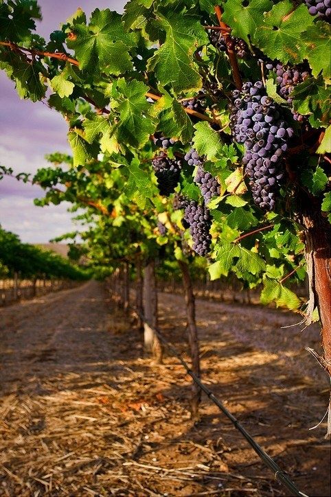 Bahçevilya 1 Adet Kalecik Karası Üzüm Fidanı 1 - 2 Yaş arası Tüplü - Bahçevilya