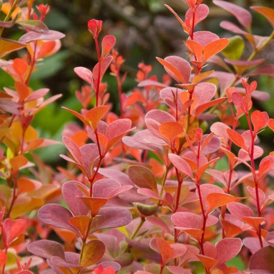 Bahçevilya 1 Adet Roket berberis fidanı saksılı 1 - 2 yaş arası - Bahçevilya