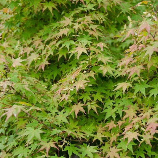 Bahçevilya 1 Adet Yeşil Yapraklı Japon Akçaağaç fidanı 30 40 cm Boylarında saksılı 1 - 2 yaş arası - Bahçevilya