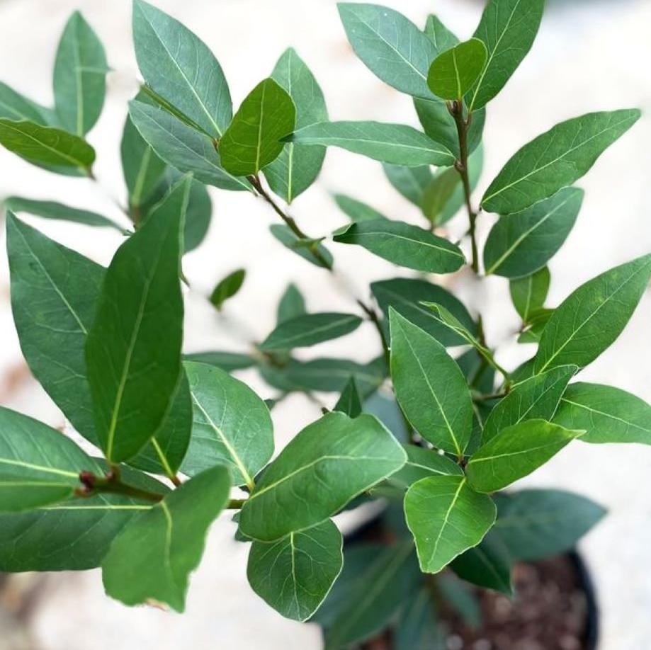 Bahçevilya 10 Adet Defne Fidanı (Laurus nobilis) 1 - 2 yaş arası tüplü - Bahçevilya