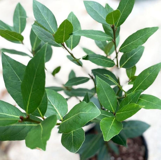 Bahçevilya 10 Adet Defne Fidanı (Laurus nobilis) 1 - 2 yaş arası tüplü - Bahçevilya