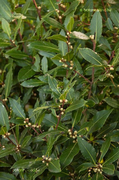 Bahçevilya 10 Adet Defne Fidanı (Laurus nobilis) 1 - 2 yaş arası tüplü - Bahçevilya