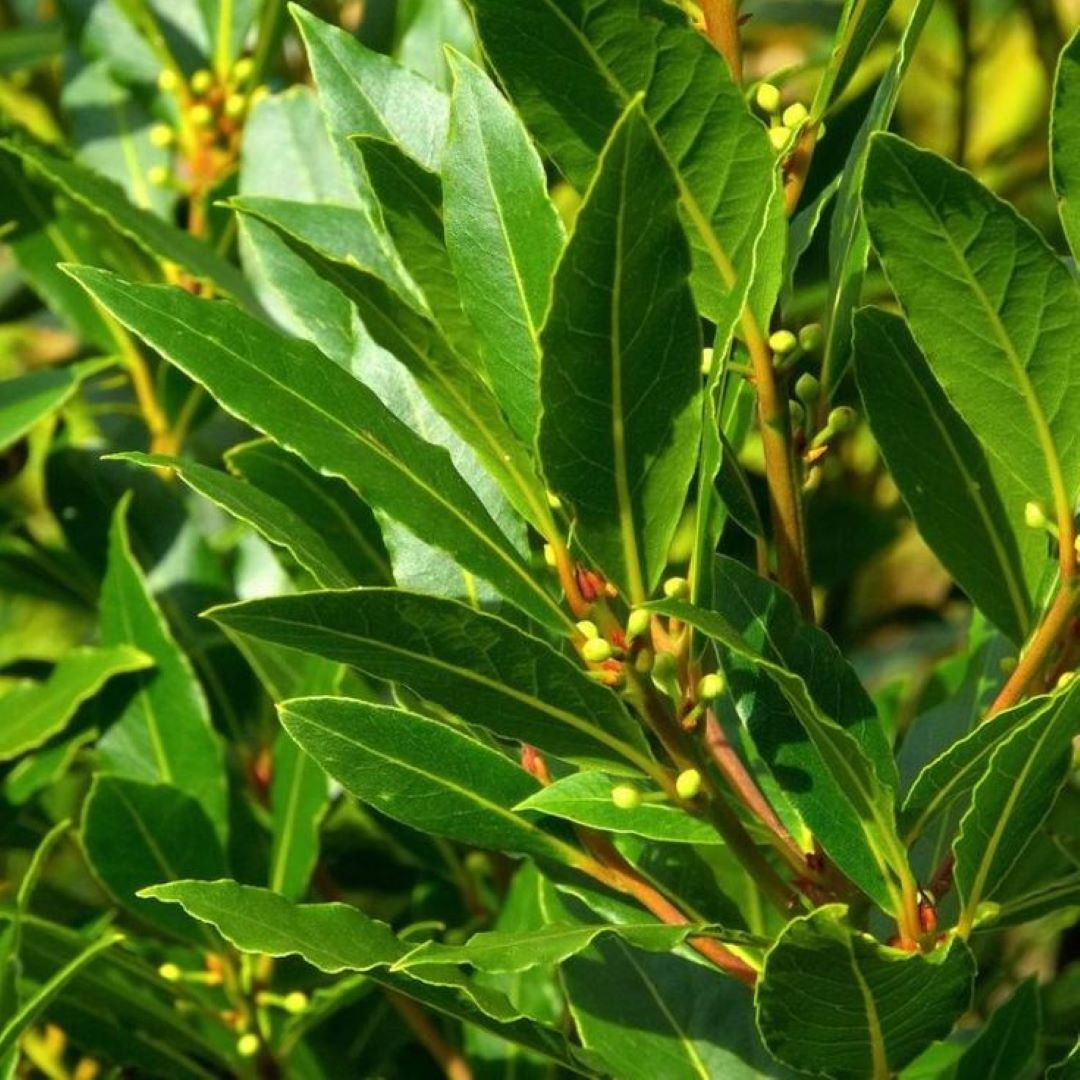 Bahçevilya 10 Adet Defne Fidanı (Laurus nobilis) 1 - 2 yaş arası tüplü - Bahçevilya
