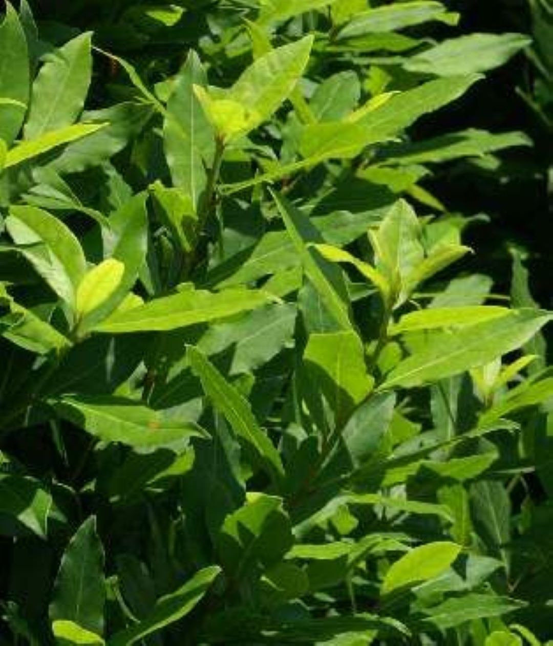 Bahçevilya 10 Adet Defne Fidanı (Laurus nobilis) 1 - 2 yaş arası tüplü - Bahçevilya