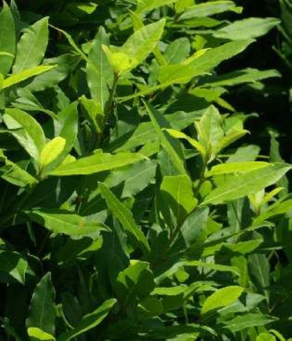 Bahçevilya 10 Adet Defne Fidanı (Laurus nobilis) 1 - 2 yaş arası tüplü - Bahçevilya