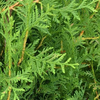 Bahçevilya 10 Adet Kara Selvi Fidanı, Çit Bitkisi 80 - 100 cm 1 - 2 yaş arası tüplü - Bahçevilya