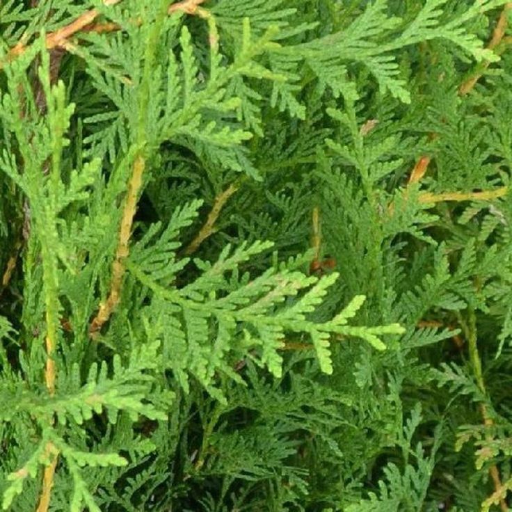 Bahçevilya 10 Adet Kara Selvi Fidanı, Çit Bitkisi 80 - 100 cm 1 - 2 yaş arası tüplü - Bahçevilya