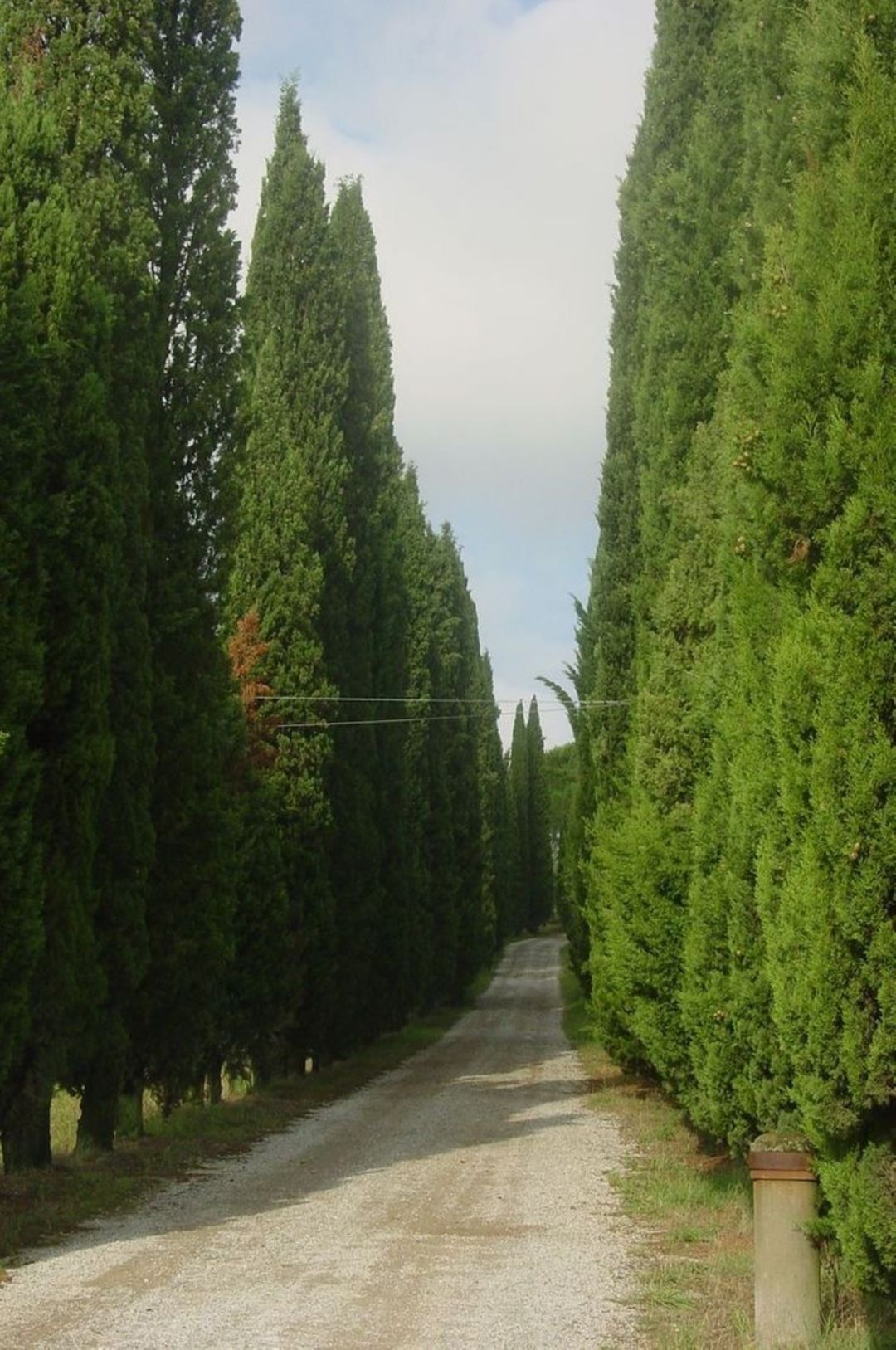 Bahçevilya 10 Adet Kara selvi Fidanı (Cupressus sempervirens) tüplü 1 - 2 yaş arası - Bahçevilya