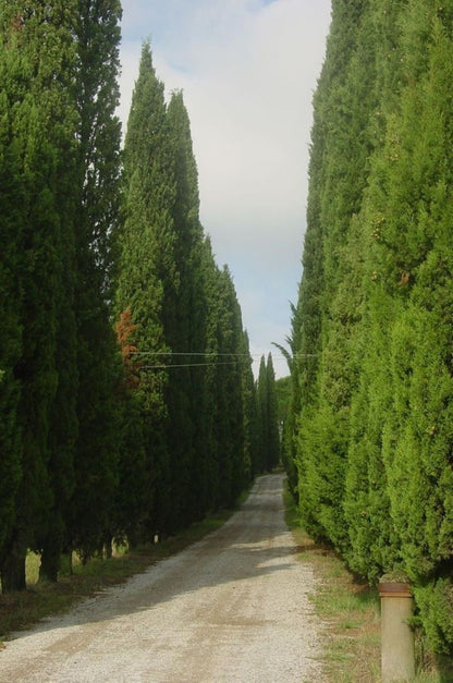 Bahçevilya 10 Adet Kara selvi Fidanı (Cupressus sempervirens) tüplü 1 - 2 yaş arası - Bahçevilya
