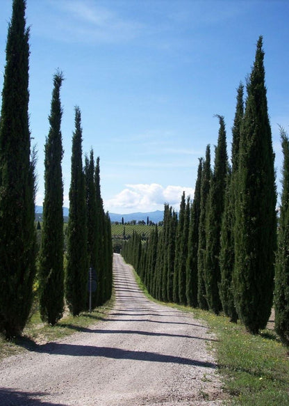 Bahçevilya 10 Adet Kara selvi Fidanı (Cupressus sempervirens) tüplü 1 - 2 yaş arası - Bahçevilya