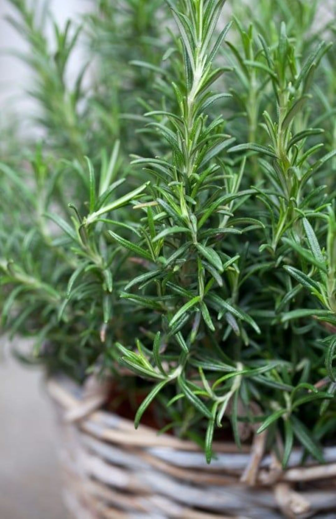 Bahçevilya 2 Adet Saksılı Biberiye fidanı (Rosmarinus officinalis) 1 yaşında saksılı - Bahçevilya