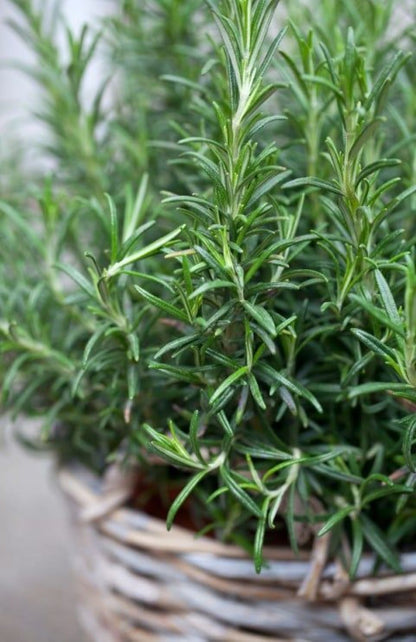 Bahçevilya 2 Adet Saksılı Biberiye fidanı (Rosmarinus officinalis) 1 yaşında saksılı - Bahçevilya