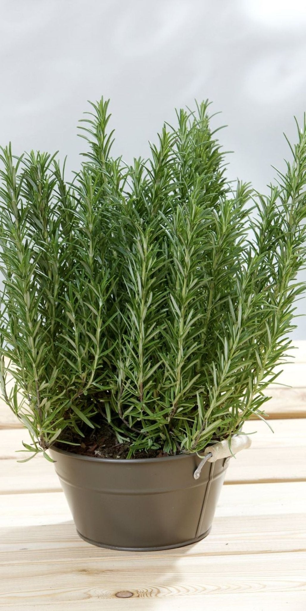 Bahçevilya 2 Adet Saksılı Biberiye fidanı (Rosmarinus officinalis) 1 yaşında saksılı - Bahçevilya