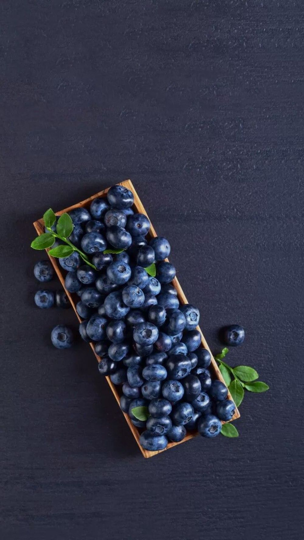 Bahçevilya 2 yaş Yaban Mersini Fidanı 30 - 40 cm saksılı - Bahçevilya