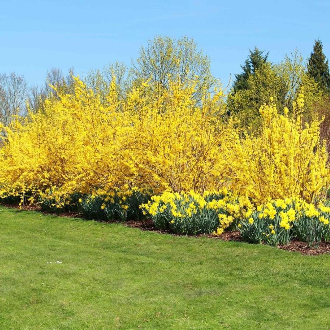Bahçevilya 3 Adet Altınçanak Fidanı (Forsythia intermedia) 40 - 60 cm 1 - 2 yaş arası - Bahçevilya