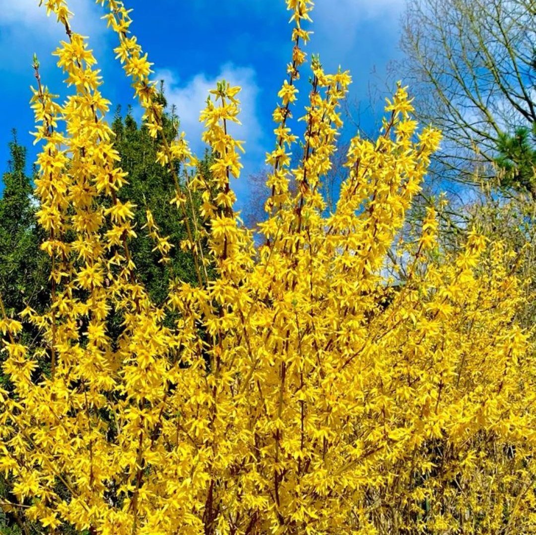 Bahçevilya 3 Adet Altınçanak Fidanı (Forsythia intermedia) 40 - 60 cm 1 - 2 yaş arası - Bahçevilya