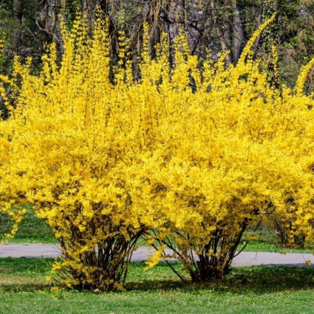 Bahçevilya 3 Adet Altınçanak Fidanı (Forsythia intermedia) 40 - 60 cm 1 - 2 yaş arası - Bahçevilya