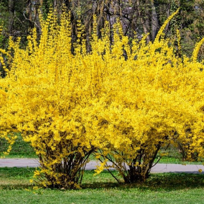 Bahçevilya 3 Adet Altınçanak Fidanı (Forsythia intermedia) 40 - 60 cm 1 - 2 yaş arası - Bahçevilya