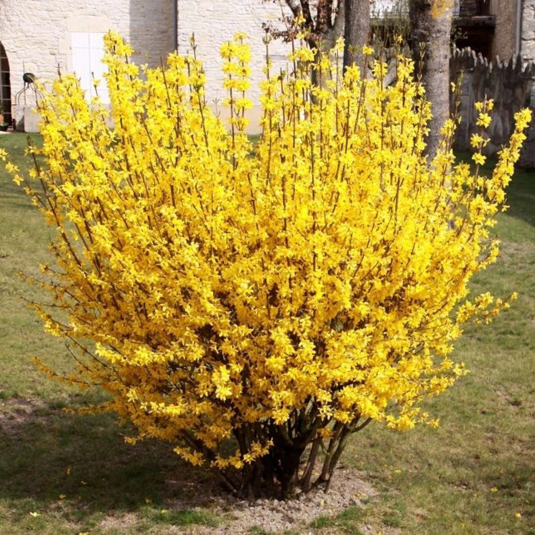 Bahçevilya 3 Adet Altınçanak Fidanı (Forsythia intermedia) 40 - 60 cm 1 - 2 yaş arası - Bahçevilya