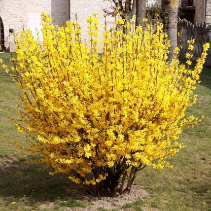 Bahçevilya 3 Adet Altınçanak Fidanı (Forsythia intermedia) 40 - 60 cm 1 - 2 yaş arası - Bahçevilya