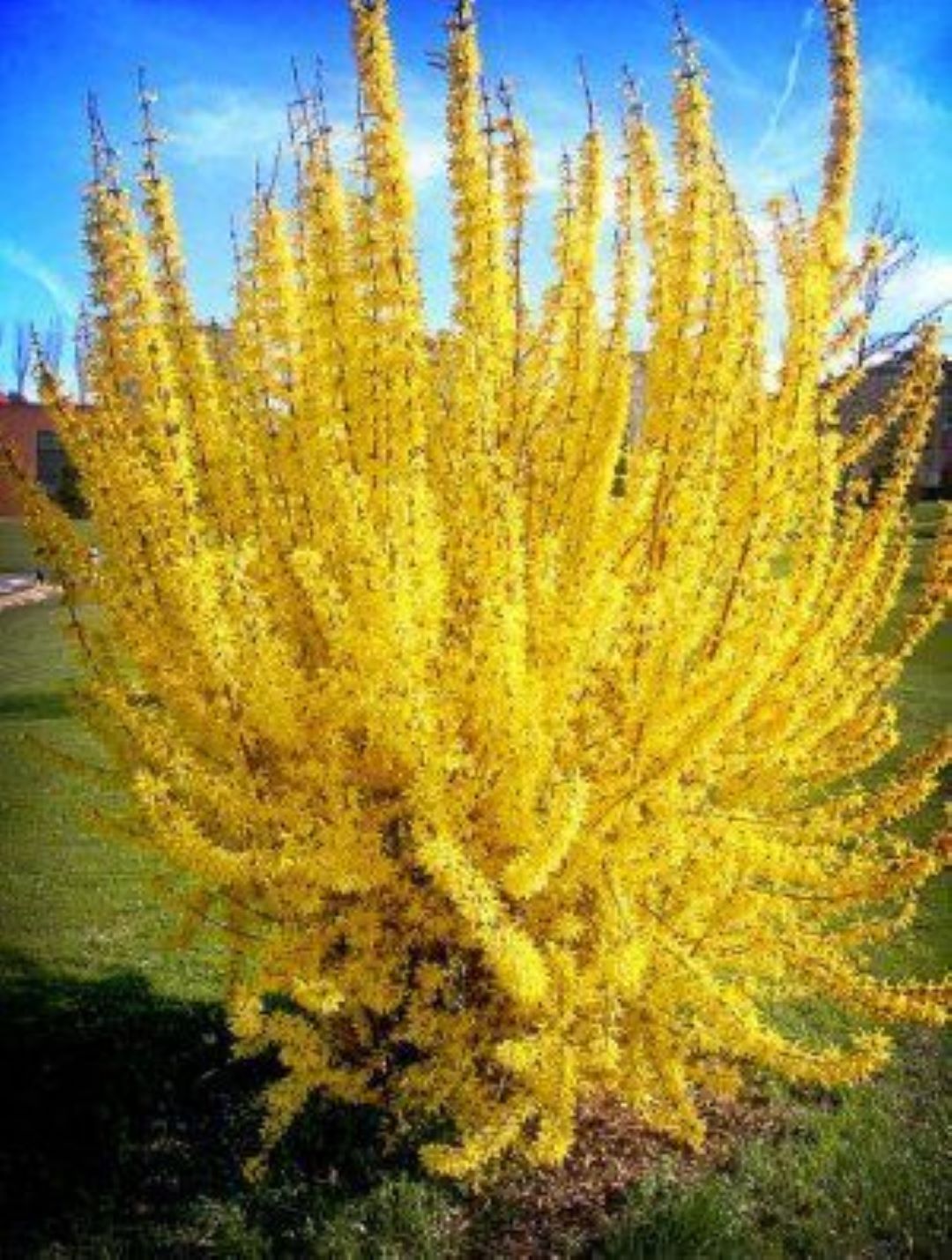Bahçevilya 3 Adet Altınçanak Fidanı (Forsythia intermedia) 40 - 60 cm 1 - 2 yaş arası - Bahçevilya