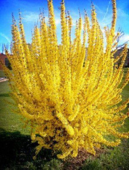 Bahçevilya 3 Adet Altınçanak Fidanı (Forsythia intermedia) 40 - 60 cm 1 - 2 yaş arası - Bahçevilya