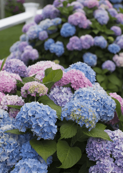 Bahçevilya 4 Adet Tüplü Ortanca Hydrangea macrophylla Fidanı 1-2 yaş arası - Bahçevilya