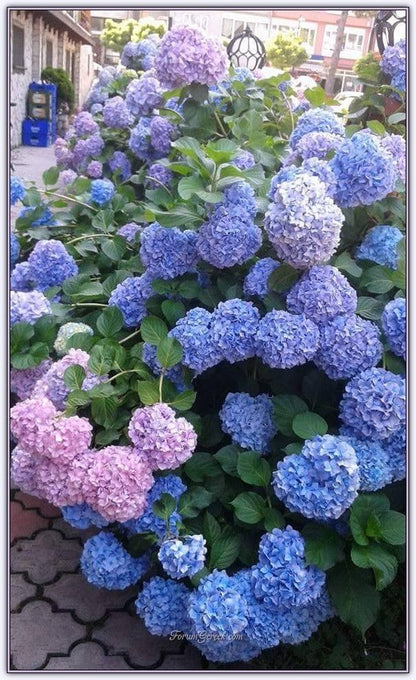 Bahçevilya 4 Adet Tüplü Ortanca Hydrangea macrophylla Fidanı 1-2 yaş arası - Bahçevilya