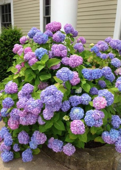 Bahçevilya 4 Adet Tüplü Ortanca Hydrangea macrophylla Fidanı 1 - 2 yaş arası - Bahçevilya